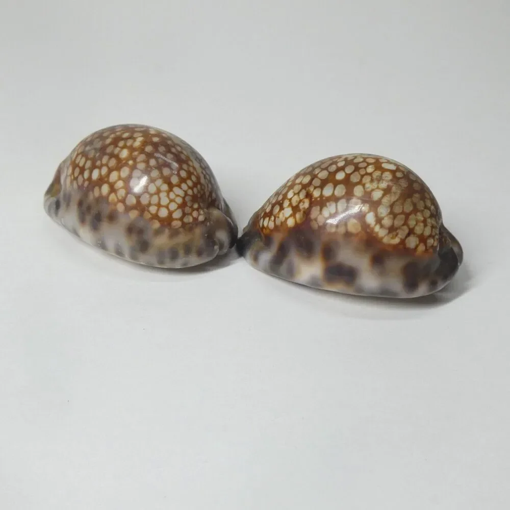 2 Mauritia Maculifera Blotched Cowry Shells Spotted 2.5
